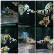 Yellow Tiger King Cobra Guppy