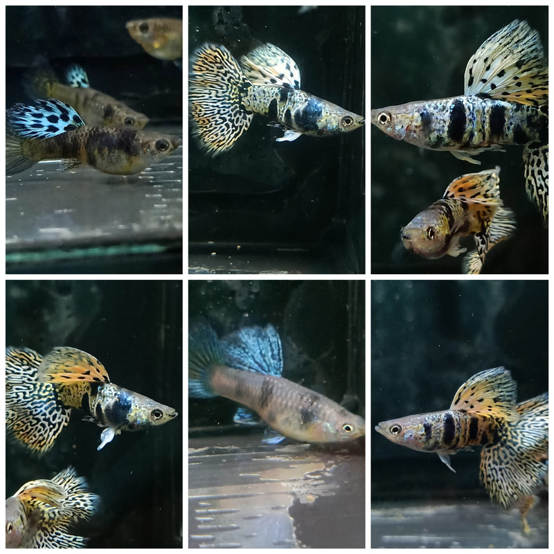 Yellow Tiger King Cobra Guppy