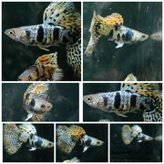 Yellow Tiger King Cobra Guppy