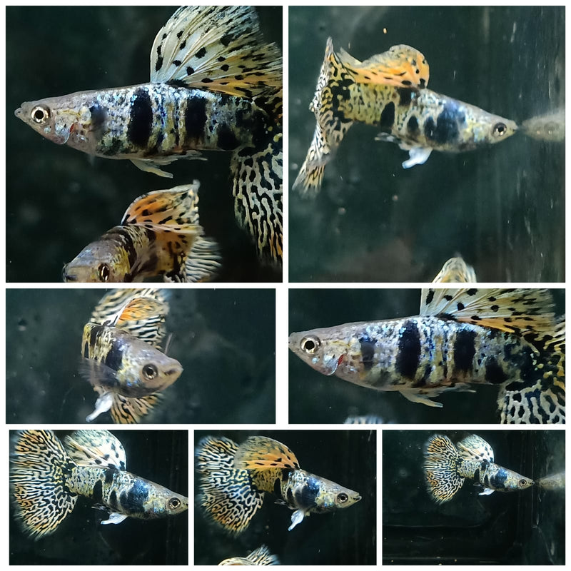 Yellow Tiger King Cobra Guppy