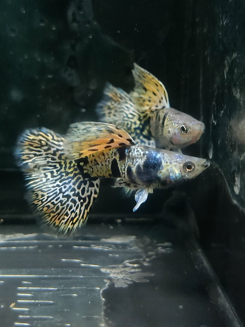 Yellow Tiger King Cobra Guppy