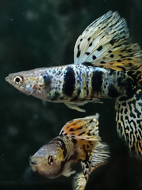 Yellow Tiger King Cobra Guppy