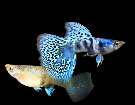 Blue Tiger King Cobra Guppy