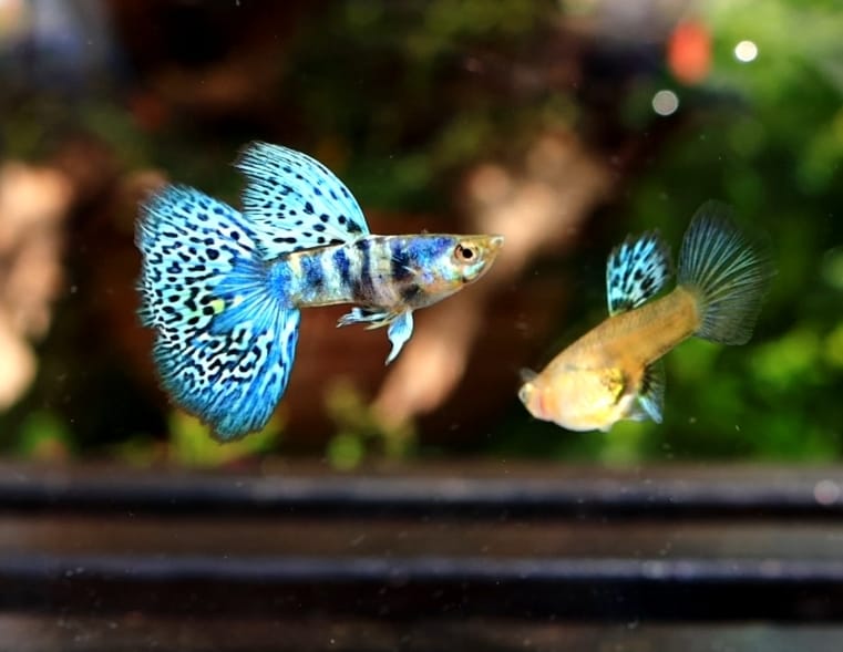 Blue Tiger King Cobra Guppy