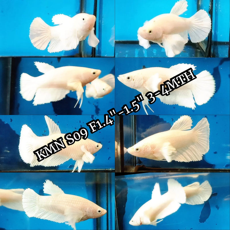 Betta Fish Pegasus White Platinum Dumbo Ear Halfmoon | BUY 4 GET 1 FREE! (CBG-029)
