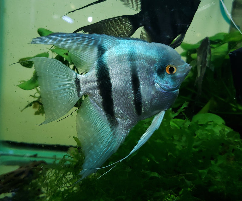 Live Freshwater Aquarium Peruvian Blue Zebra Angelfish (Pterophyllum scalare) MEDIUM