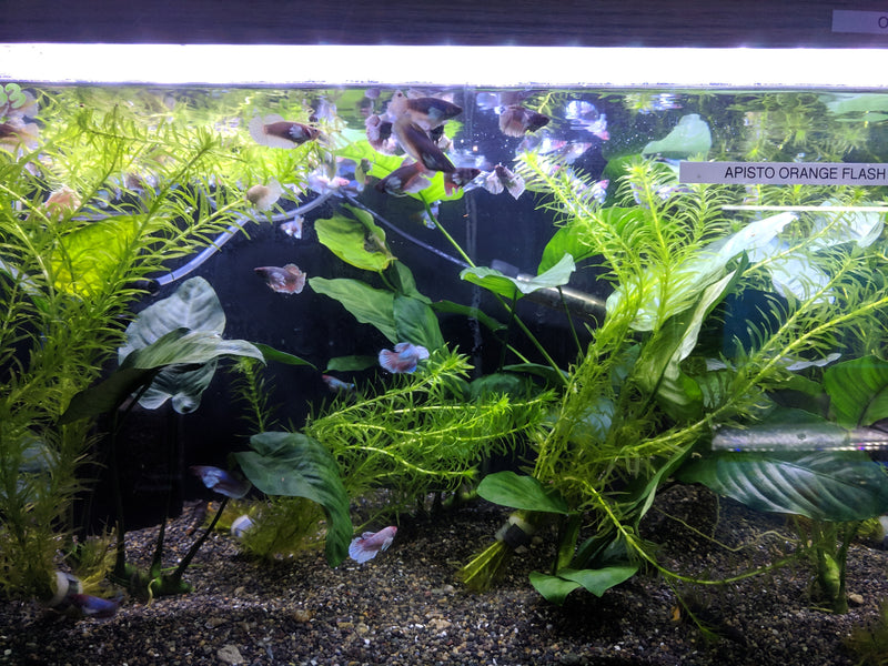 Live Aquarium Betta Fish Dumbo Ear Mix Color Plakat Sorority Group | BUY 4 GET 1 FREE! (CBG-002) R7A01