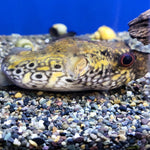 	Dragon/Humpback Puffer (Pao palembangensis) 