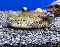 Live Freshwater Puffer Dragon/Humpback Puffer (Pao palembangensis) 3.00-4.00 inch