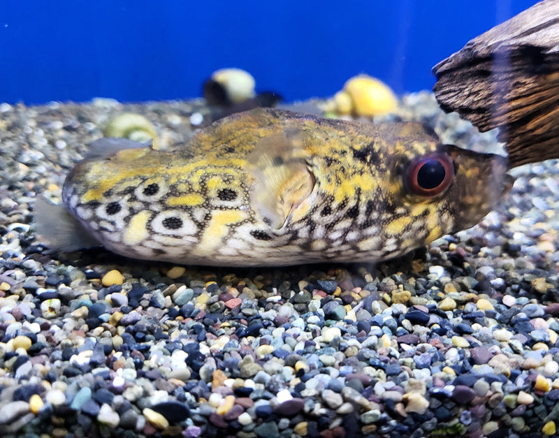 	Dragon/Humpback Puffer (Pao palembangensis) 