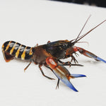 Papua Tiger Blue Claw Crayfish (Cherax sp)