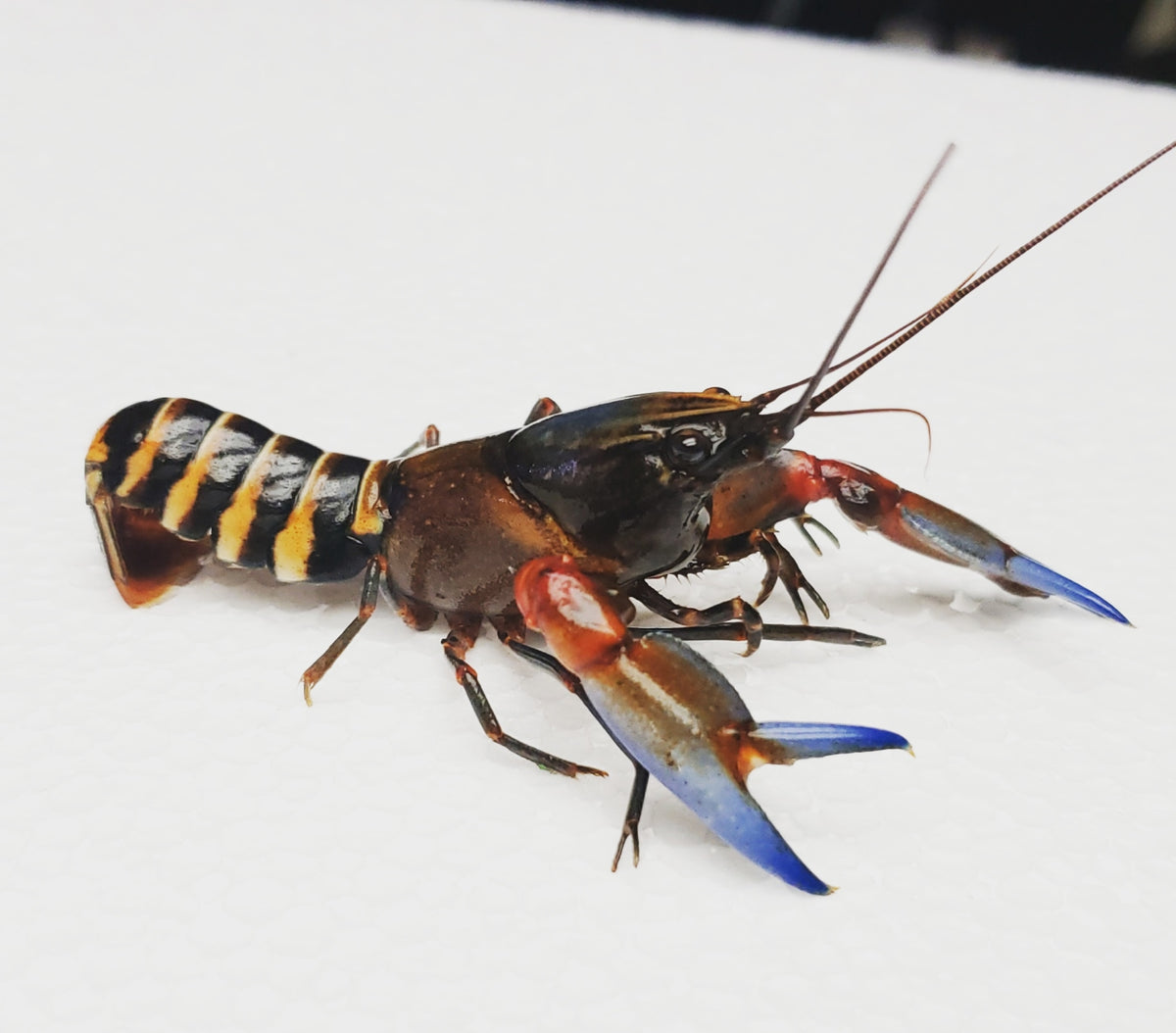 Papua Tiger Blue Claw Crayfish (Cherax sp)