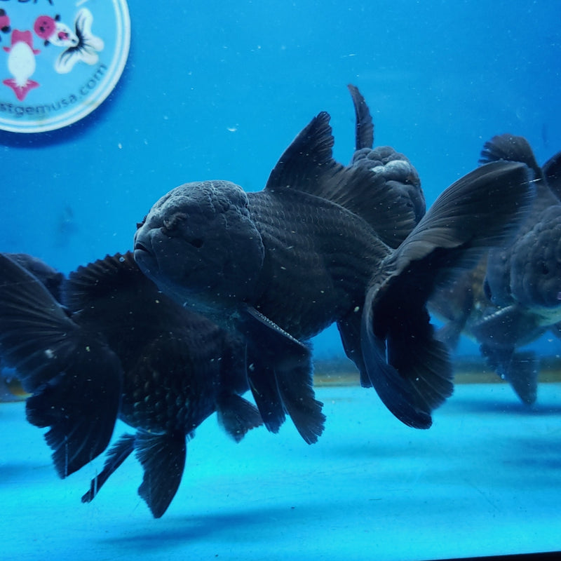 Live Fancy Goldfish Premium Select Our Choice Short Body SMALL BREED Black Thai Oranda GROW UP TO 2.5-3.5'' BODY (CGF-027)