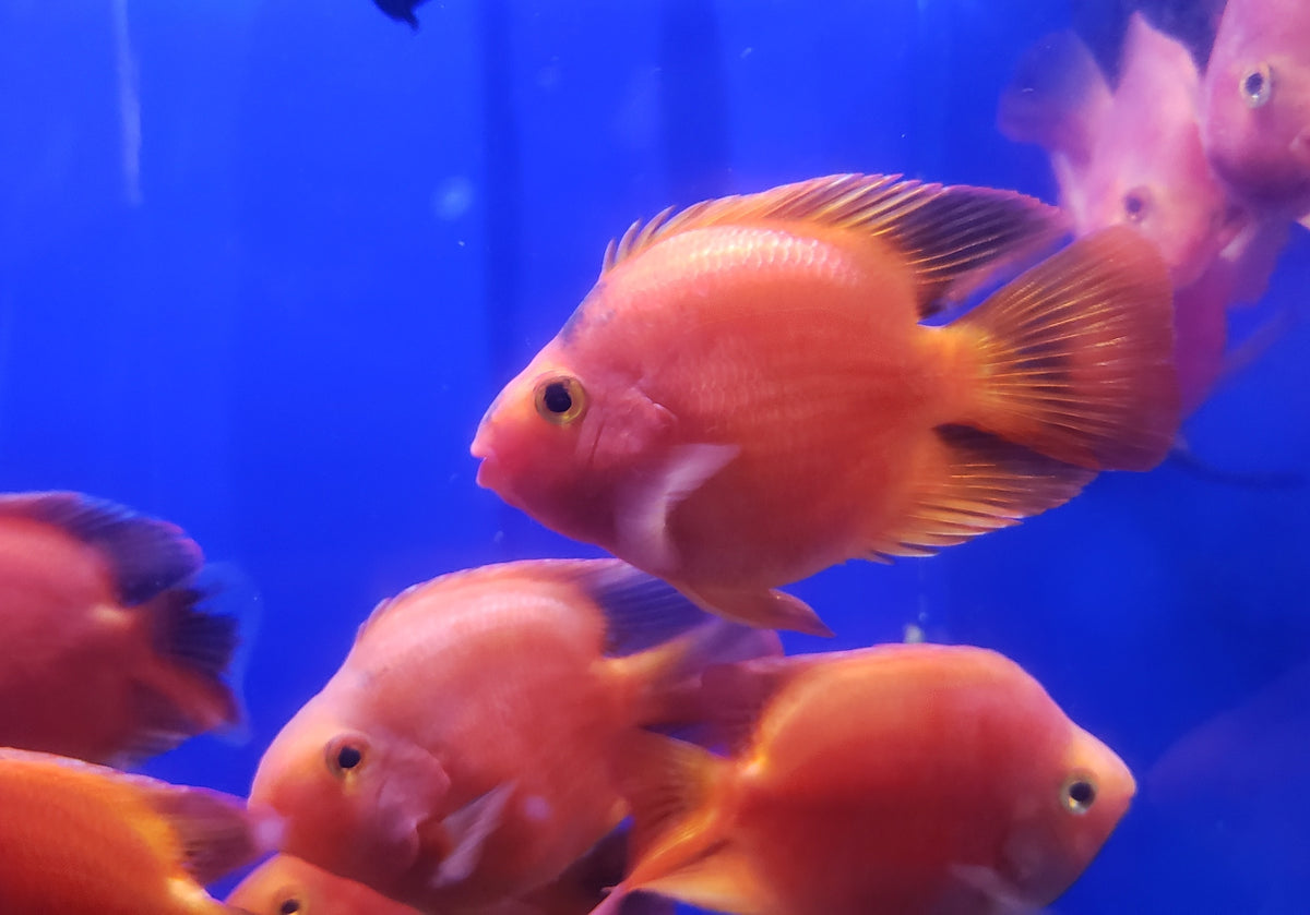 (TROP-253)U032 Yuan Bao Red Blood Parrot Cichlid