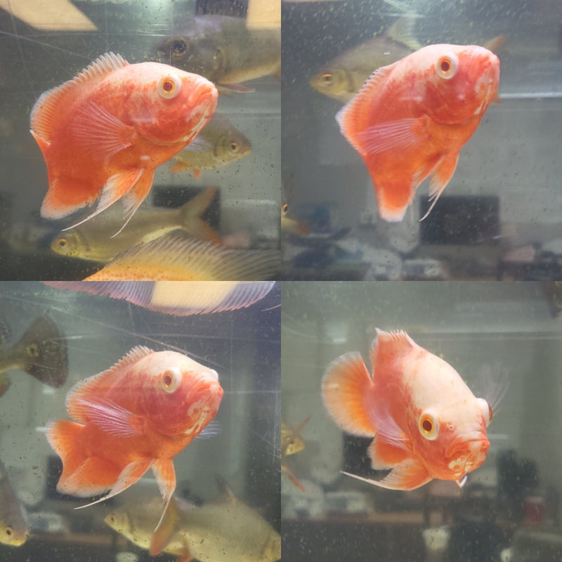 Super Fire Red Oscar 4.00-5.00 inch