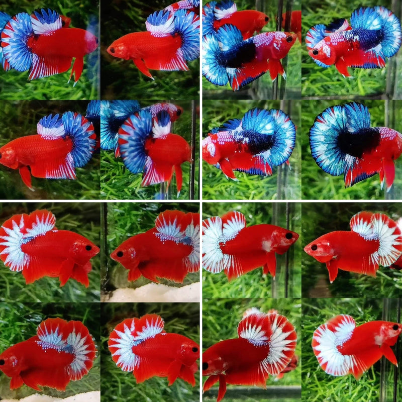Hellboy/Red Copper/Fancy Hellboy Male Plakat Betta (CBM-1045) BUY 4 GET 1 FREE! MIX & MATCH