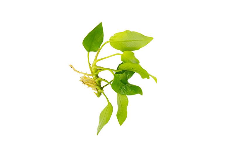 ANUBIAS VAR NANA GOLDEN POT