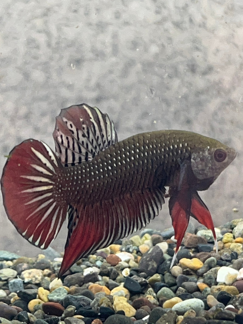 (WB-02) Copper Imbellis Wild Betta Male