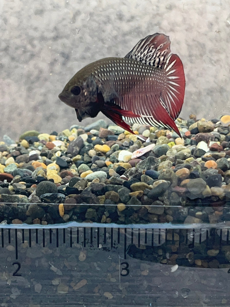 (WB-02) Copper Imbellis Wild Betta Male