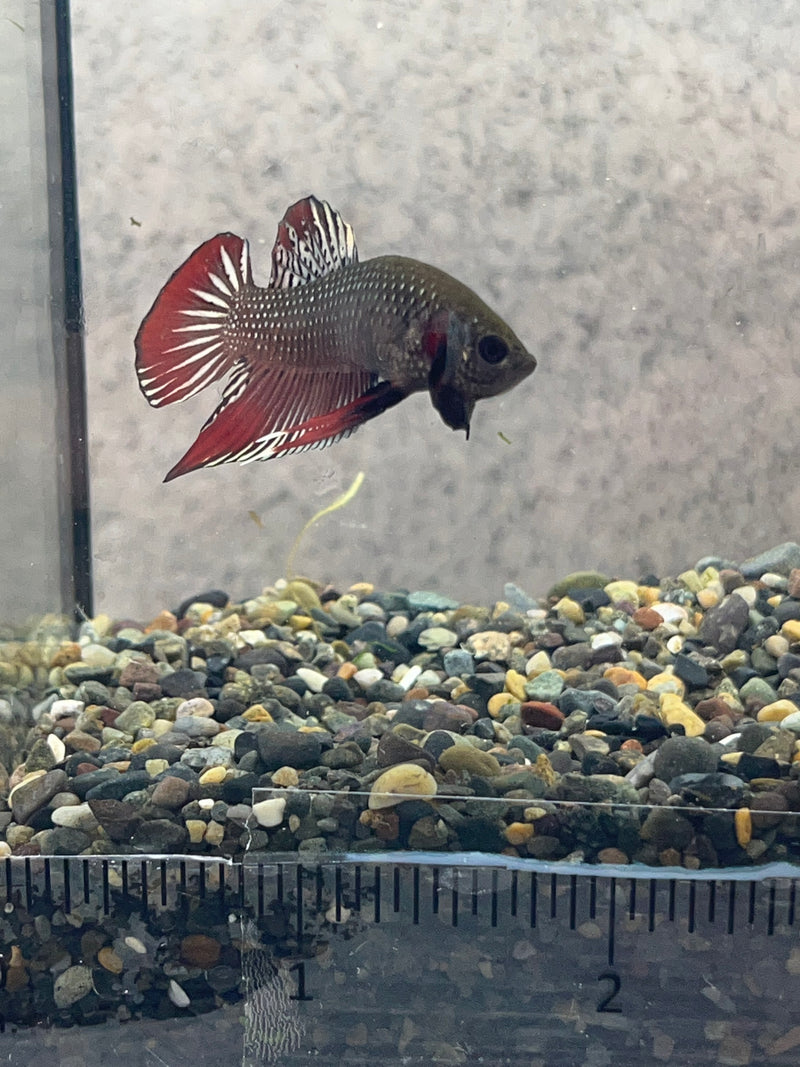 (WB-02) Copper Imbellis Wild Betta Male