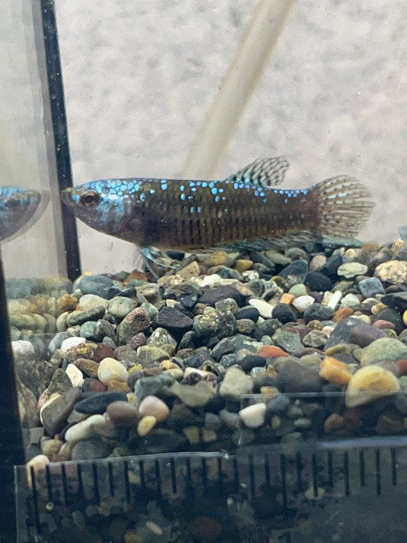 WB-01 Alien female green samurai