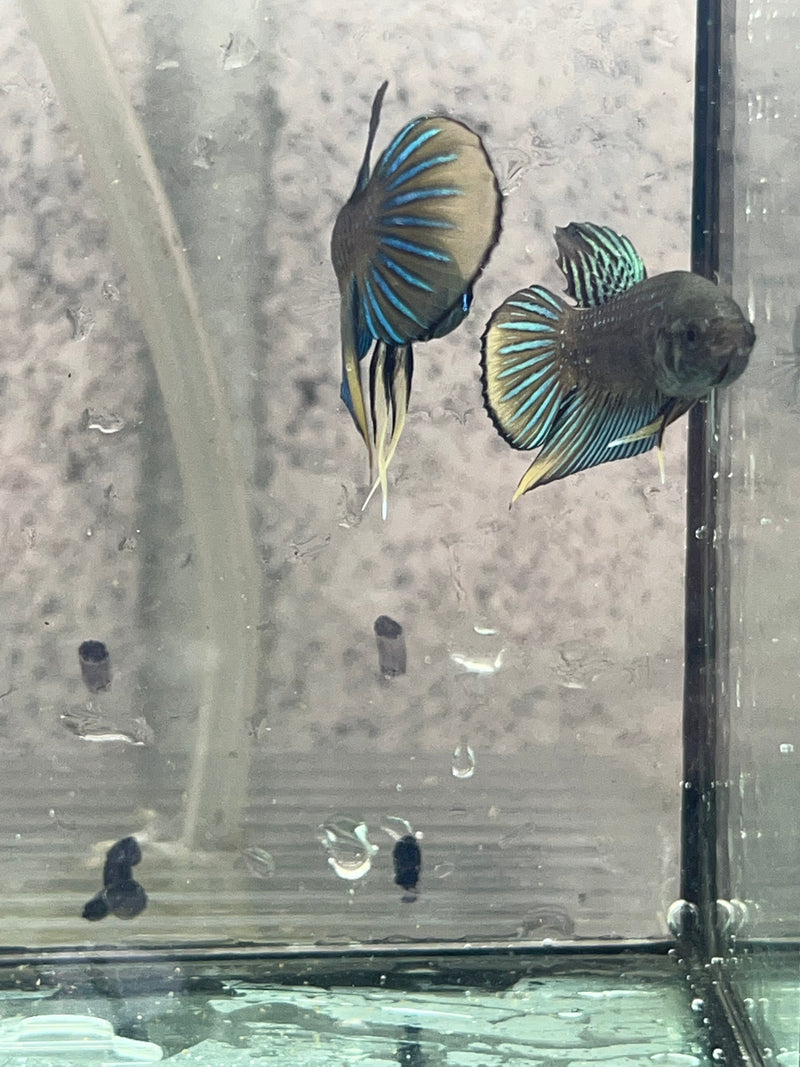 Siamorientalis yellow tail wild betta