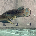 Siamorientalis yellow tail wild betta