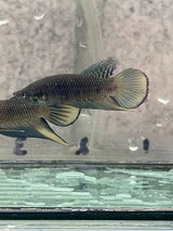 Siamorientalis yellow tail wild betta