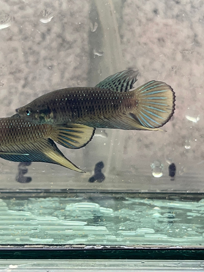 Siamorientalis yellow tail wild betta