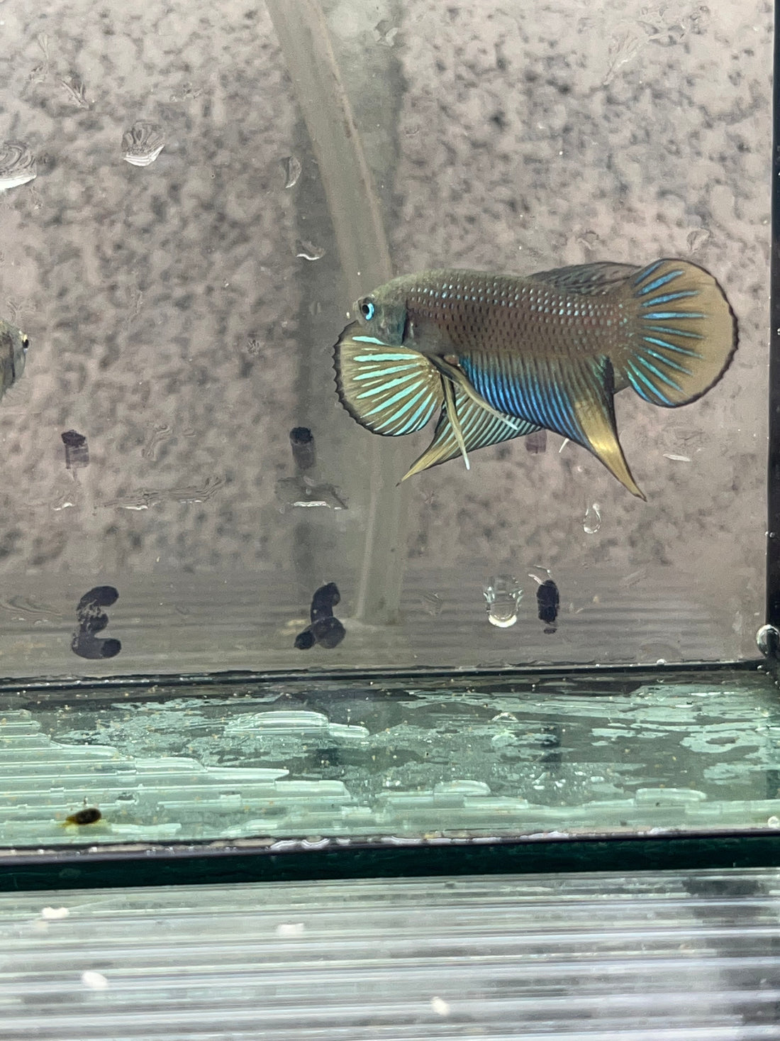 Siamorientalis yellow tail wild betta
