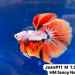 (JEAN-011) Nemo Fancy Halfmoon Male Betta