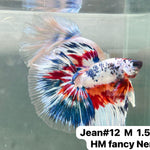 (JEAN-012) Blue Fancy Marble Nemo Halfmoon Male Betta