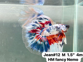 (JEAN-012) Blue Fancy Marble Nemo Halfmoon Male Betta