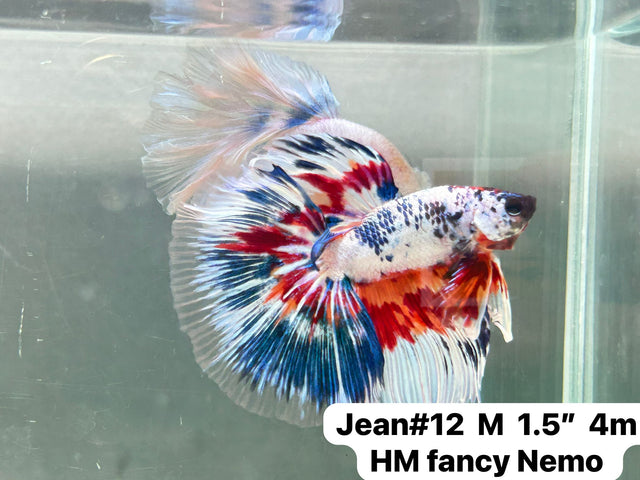 (JEAN-012) Blue Fancy Marble Nemo Halfmoon Male Betta