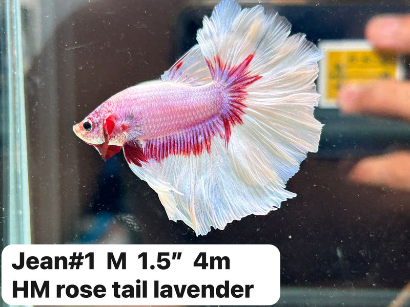 (JEAN-001) Lavander Feather Tail Over Halfmoon Male Betta