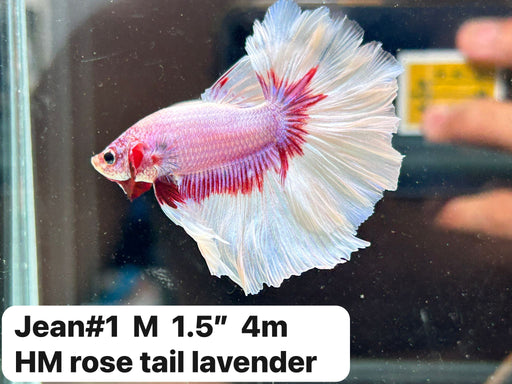 (JEAN-001) Lavander Feather Tail Over Halfmoon Male Betta