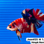 (JEAN-025) Fancy Marble Nemo Halfmoon Male Betta