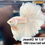 (JEAN-002) White Platinum Skyhawk Over harlfmoon feather Tail Male Betta