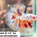 (JEAN-004) White Fancy Marble Cady Feather Tail Over Halfmoon Male Betta