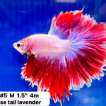 (JEAN-005) Bi Color Red Blue Fancy Rosetail Halfmoon Male Betta