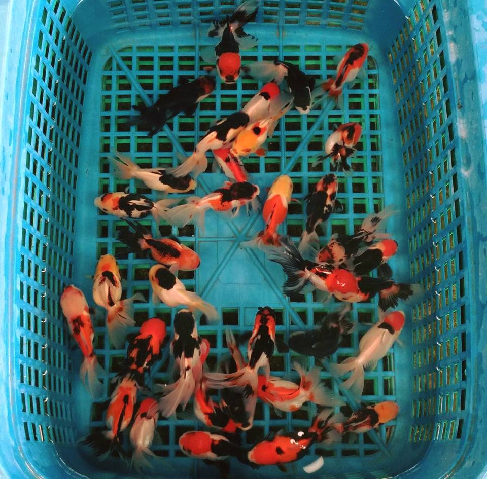 Live Fancy Goldfish Premium Select  Our Choice Thai Premium Select Oranda 2'' Body (CGF)