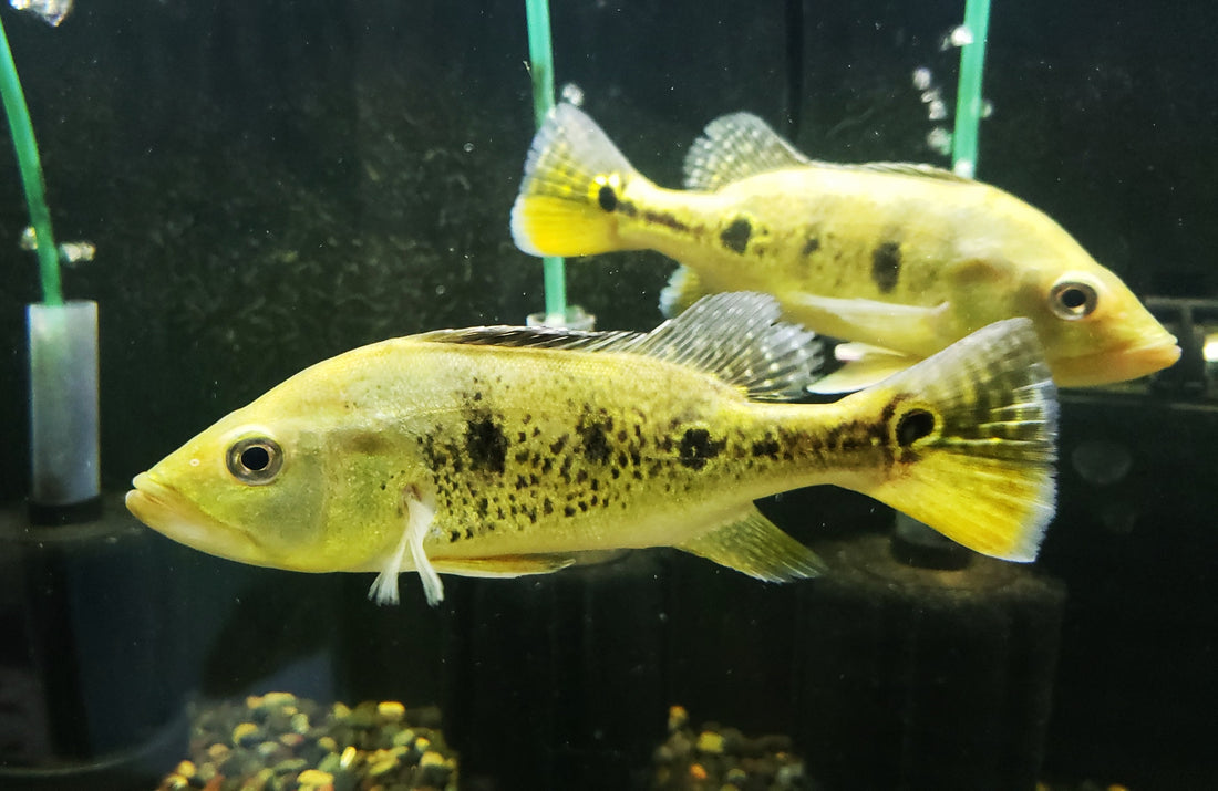 Kelberi Peacock Bass