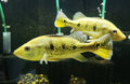 Live Freshwater Bass Kelberi Peacock Bass (Cichla kelberi)