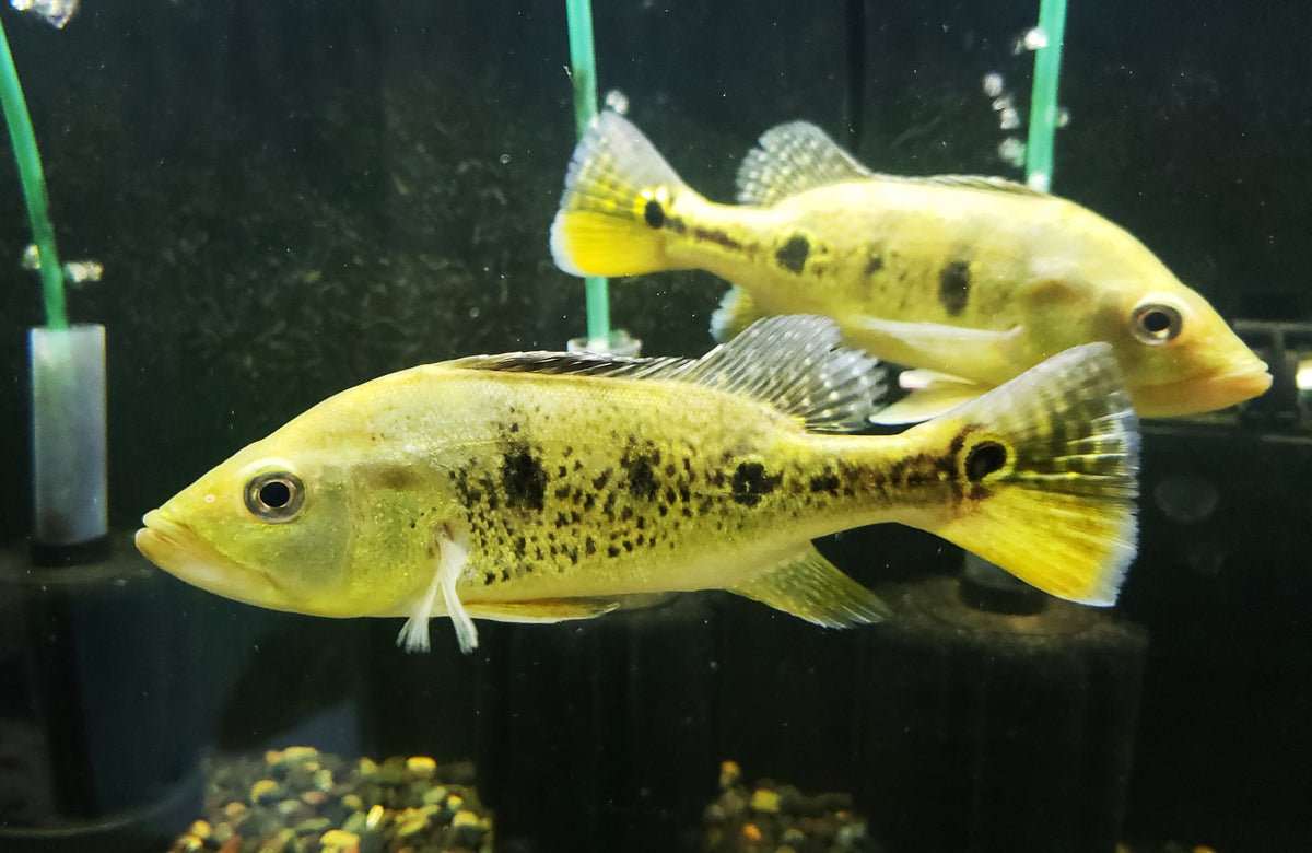 Kelberi Peacock Bass