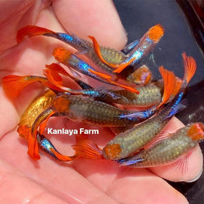  Koi Tuxedo Guppy