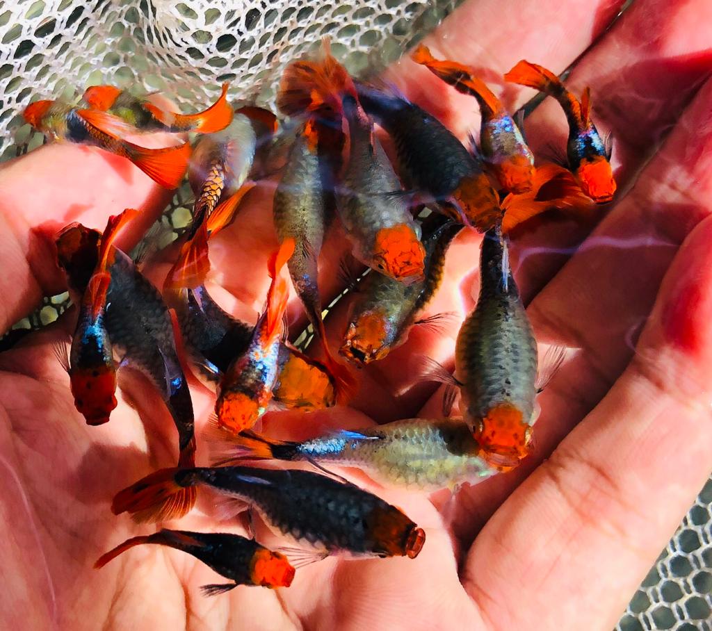  Koi Tuxedo Guppy