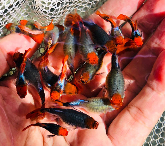  Koi Tuxedo Guppy