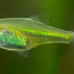 Live Tropical Fish Green Kubotai Rasbora (Microdevario kubotai)