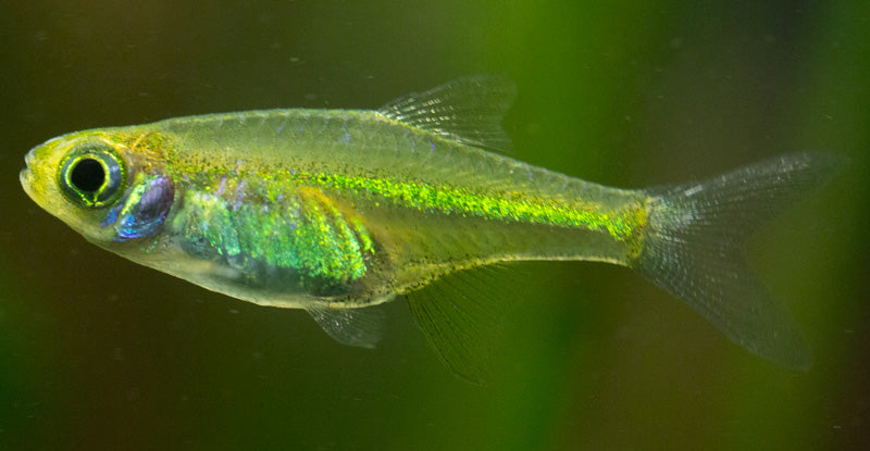 Live Tropical Fish Green Kubotai Rasbora (Microdevario kubotai)