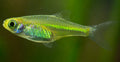 Live Tropical Fish Green Kubotai Rasbora (Microdevario kubotai)
